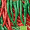 Frö Chilipaprika Cayenne