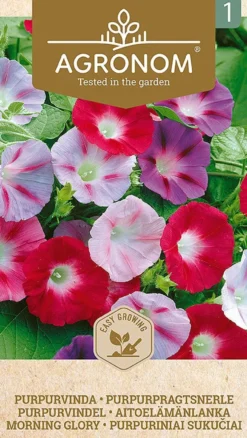 Frö Morning Glory