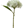Hortensia