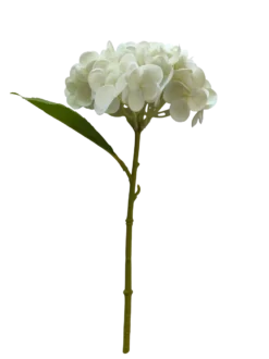 Hortensia