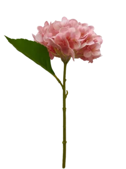 Hortensia