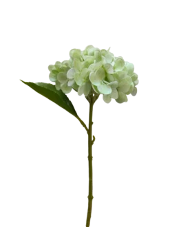 Hortensia