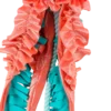 Hundleksak