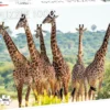 Pussel Giraffer
